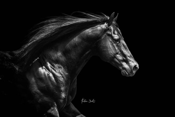 68542906_10157587132207292_313109472429998080_n