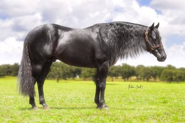 68949195_10156901646992690_2479983368763080704_n