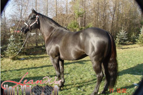 Lean-With-Hollywood-2 (1)